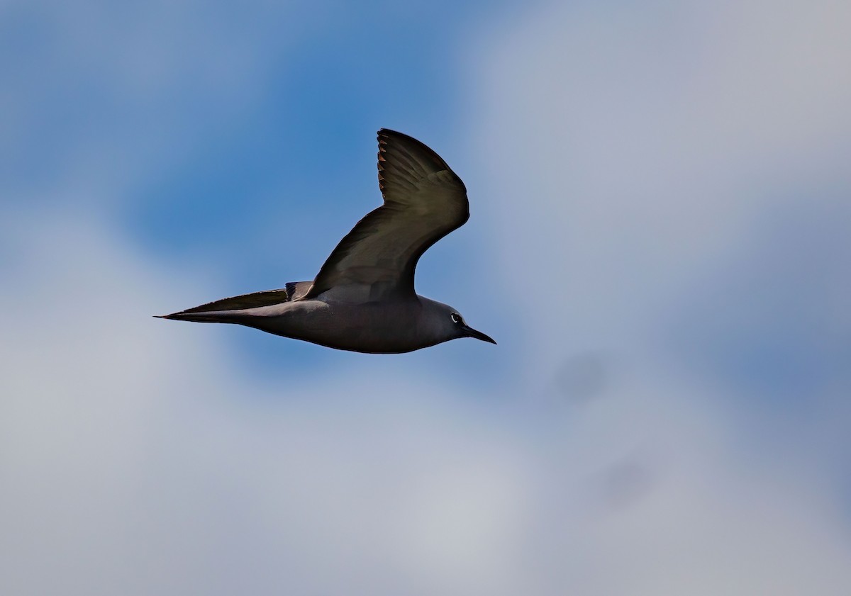 Brown Noddy - ML646784998