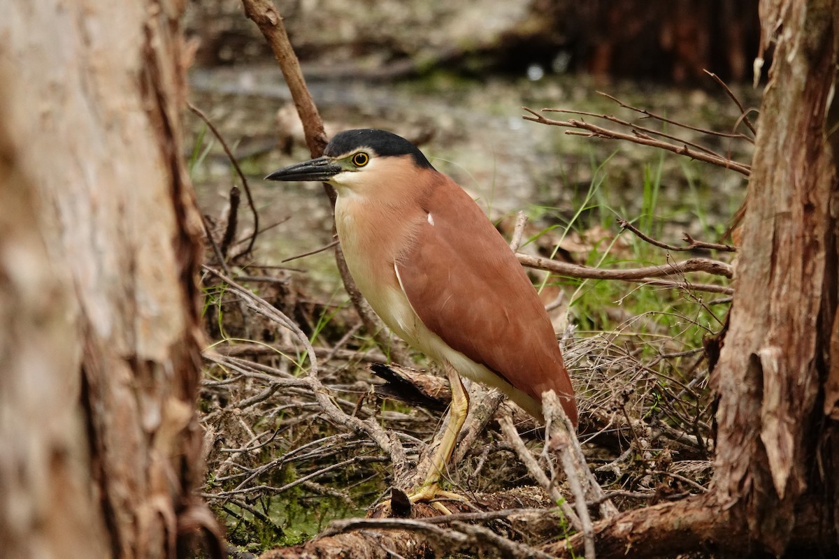 Nankeen Night Heron - ML646785000