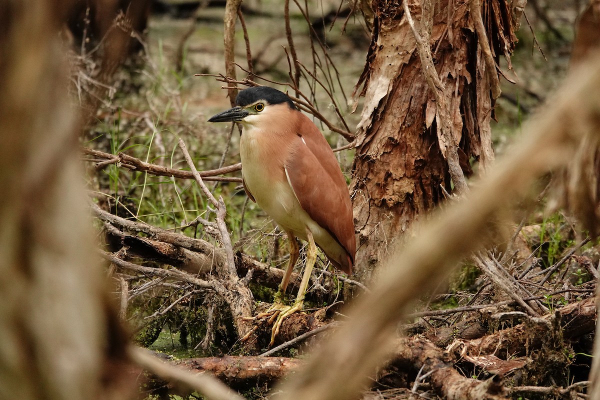 Nankeen Night Heron - ML646785001