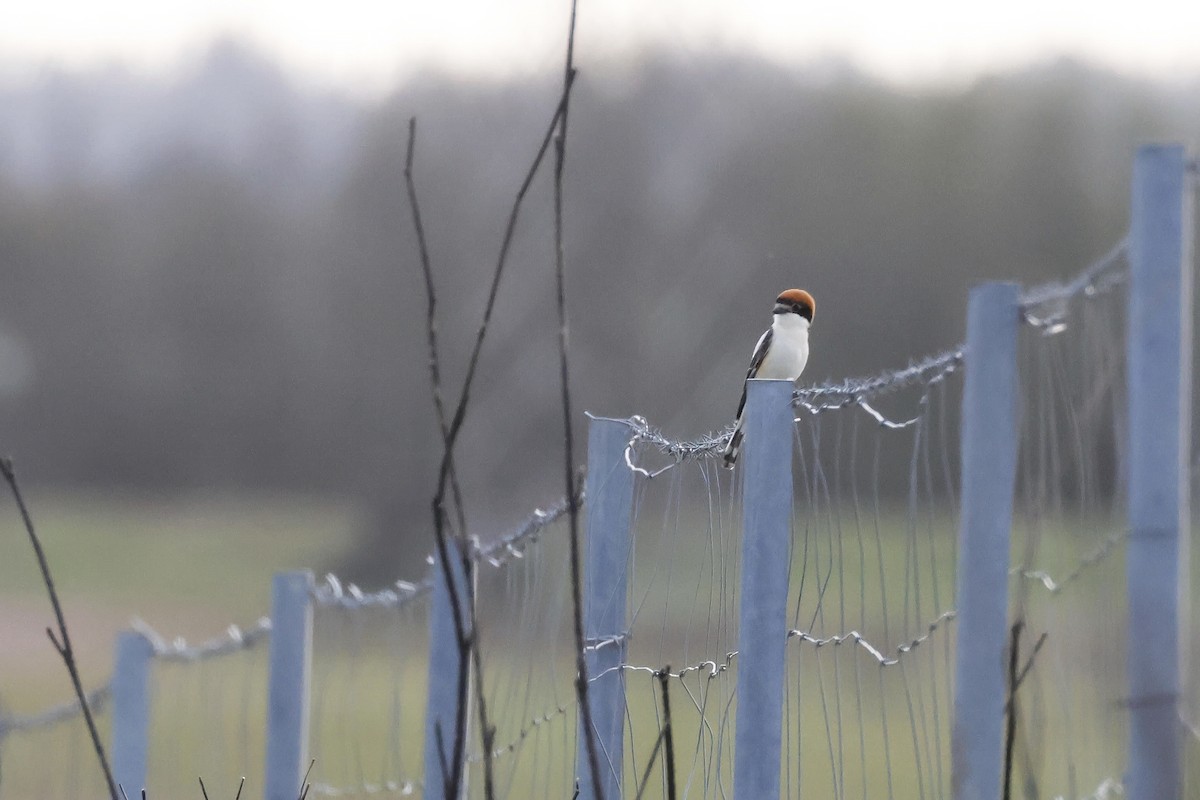 Pie-grièche à tête rousse - ML646785003