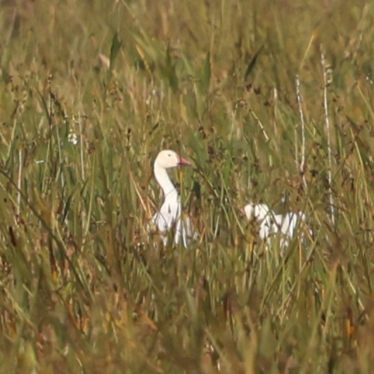 Snow Goose - ML646785004