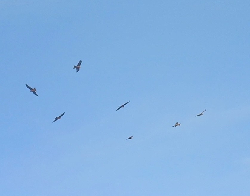 Red Kite - ML646785005