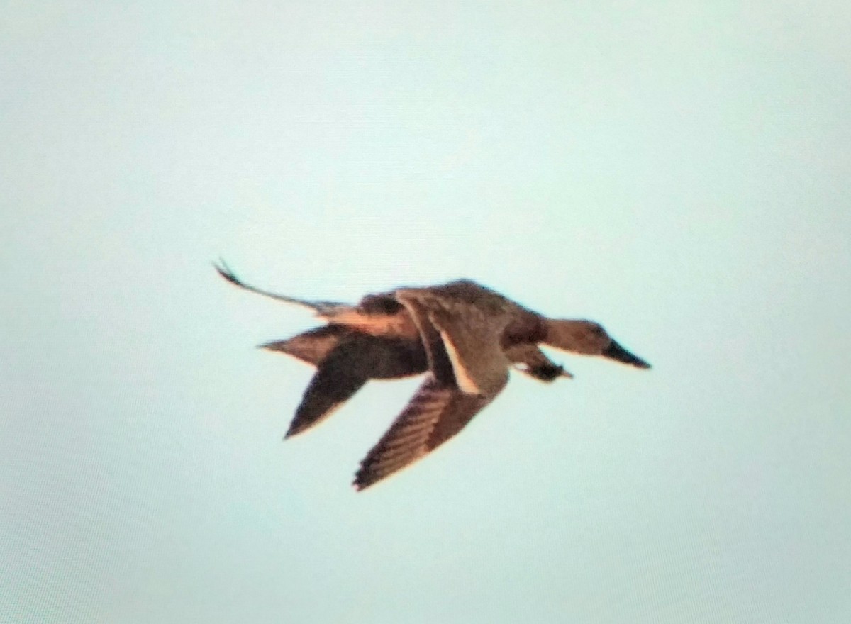 Kılkuyruk - ML646785006