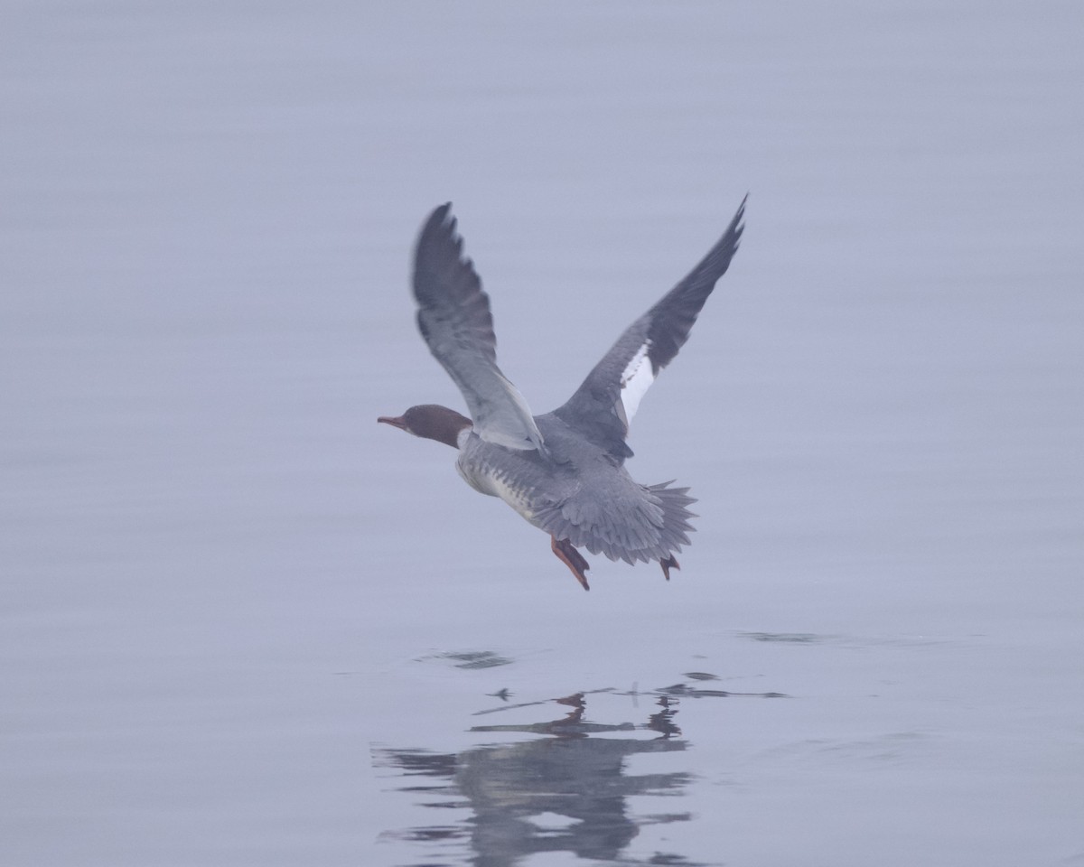 Smergo maggiore - ML646785007