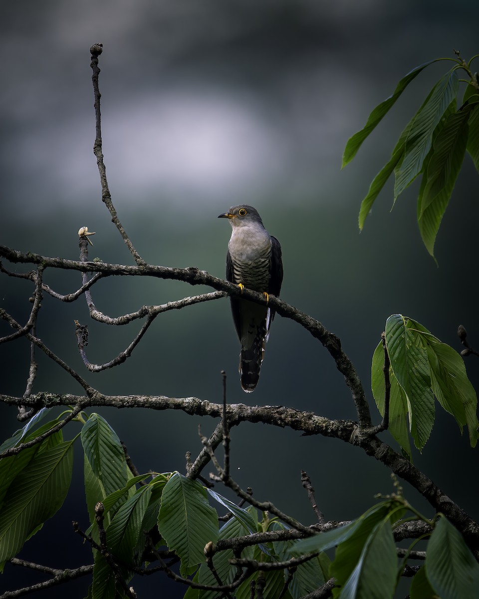 Himalayan Cuckoo - ML646785008