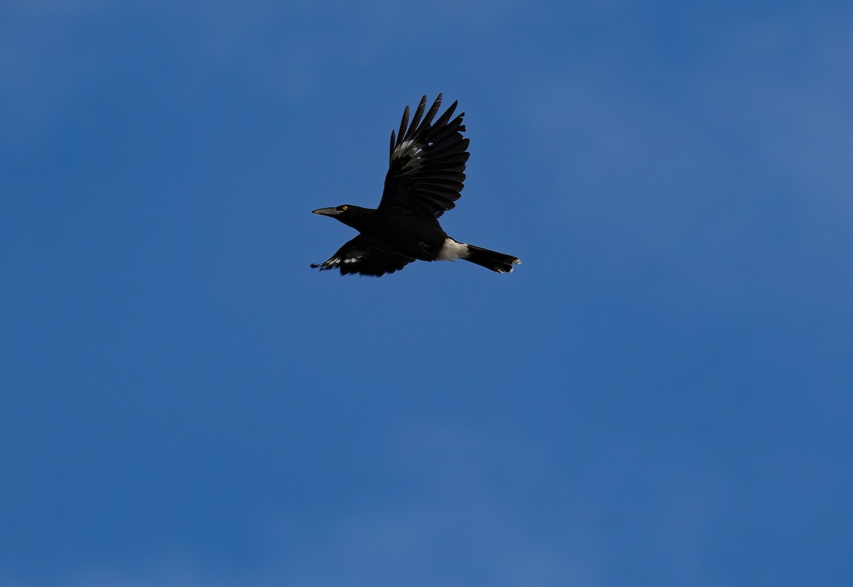 Pied Currawong - ML646785009
