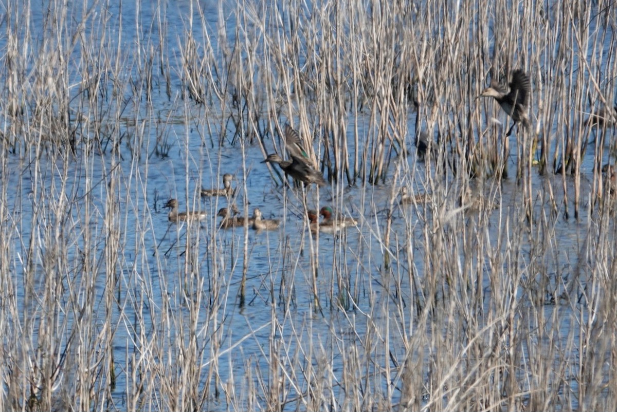 Krickente - ML646785010