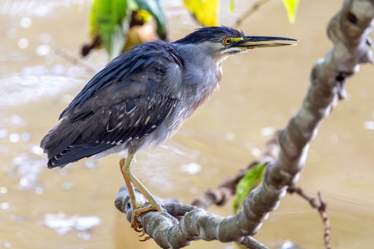 Striated Heron - ML646785013