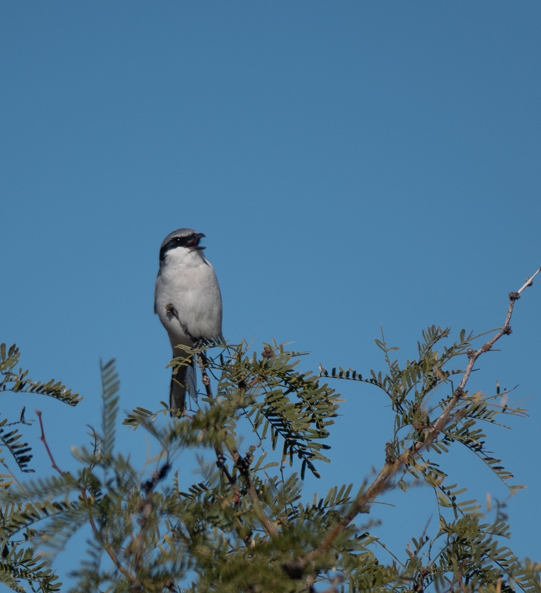Loggerhead Shrike - ML646785020