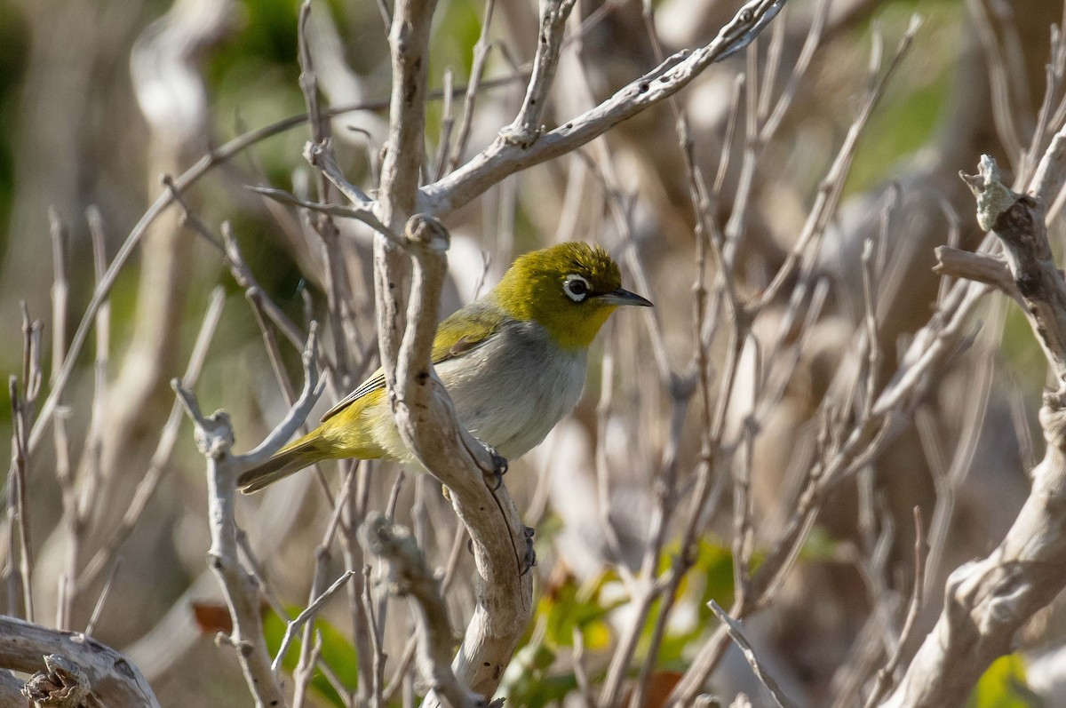 Silvereye - ML646785021