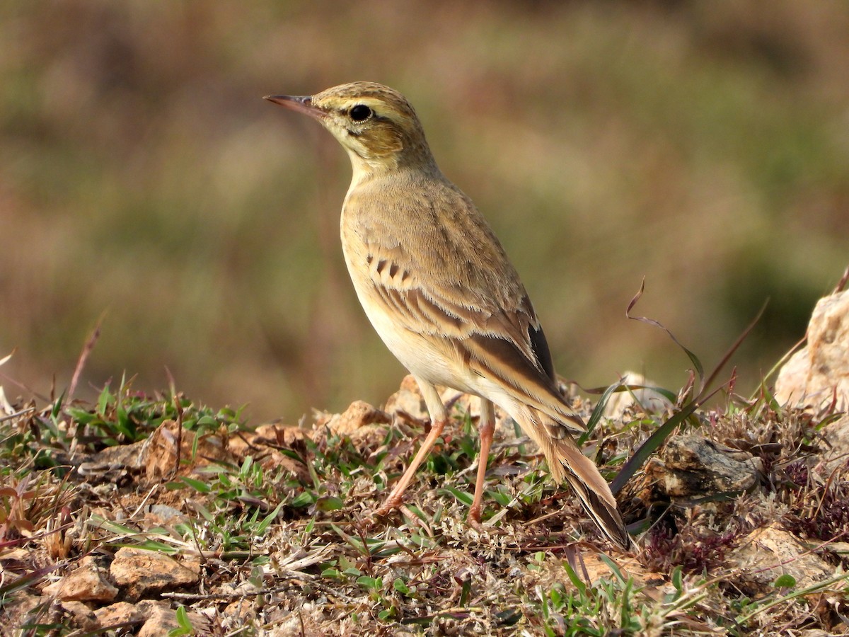 Tawny Pipit - ML646785022