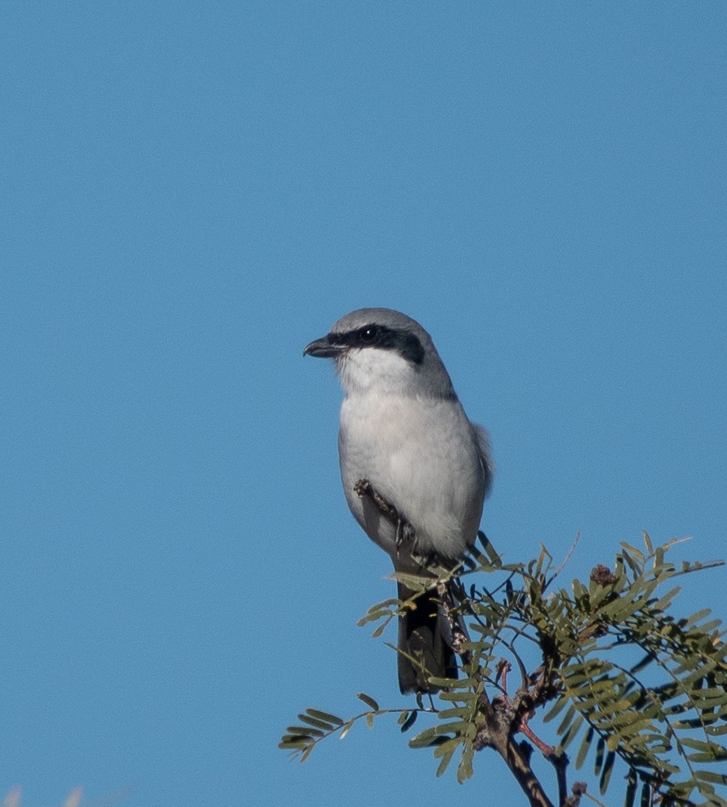Loggerhead Shrike - ML646785023