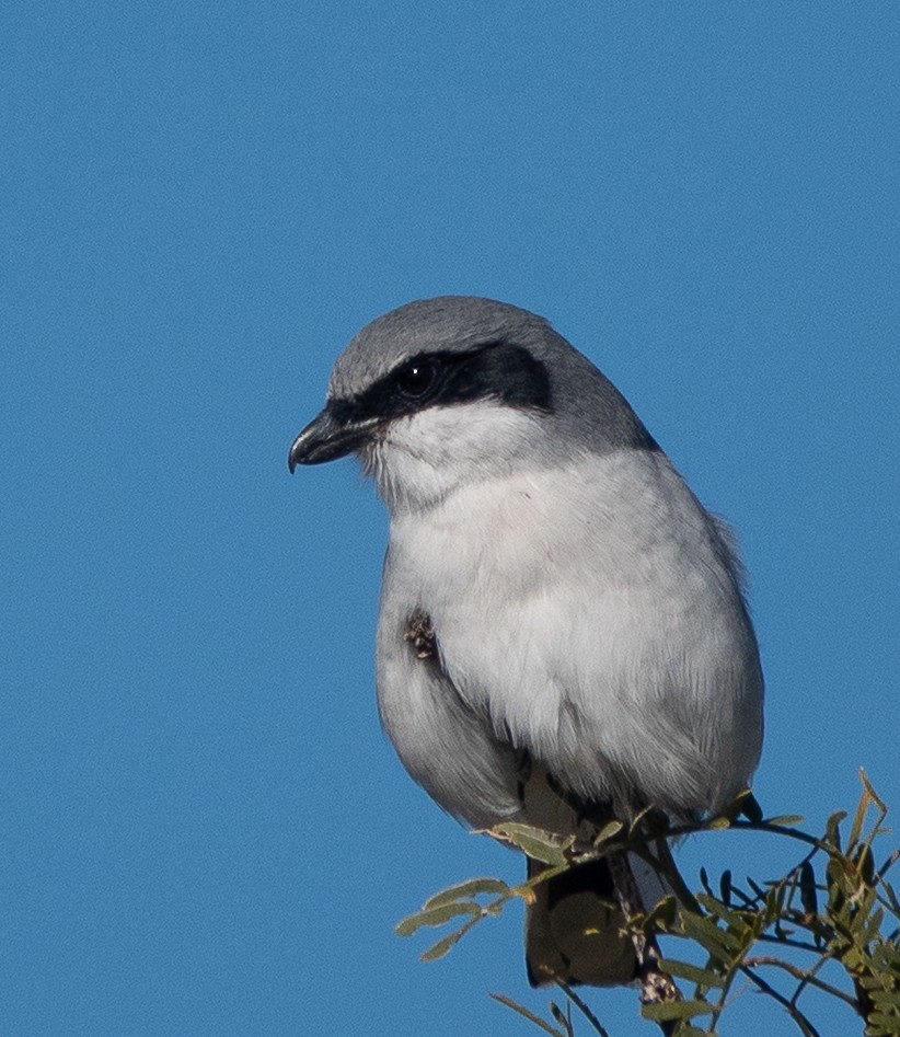 Loggerhead Shrike - ML646785025