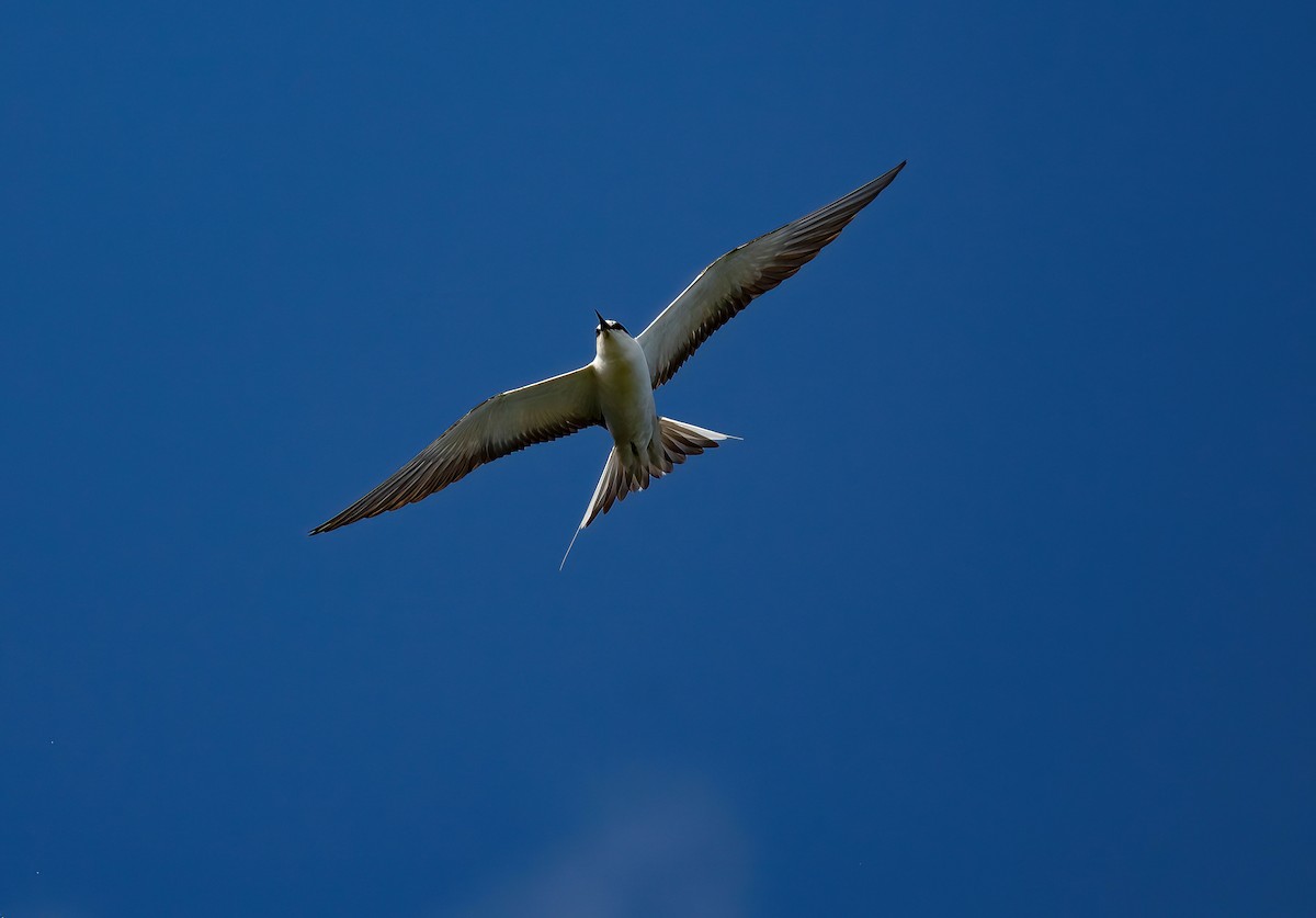 Sooty Tern - ML646785029