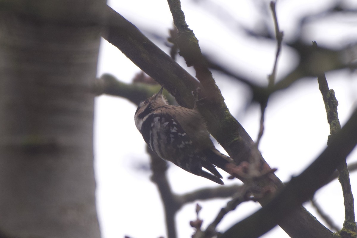 Picchio rosso minore - ML646785031