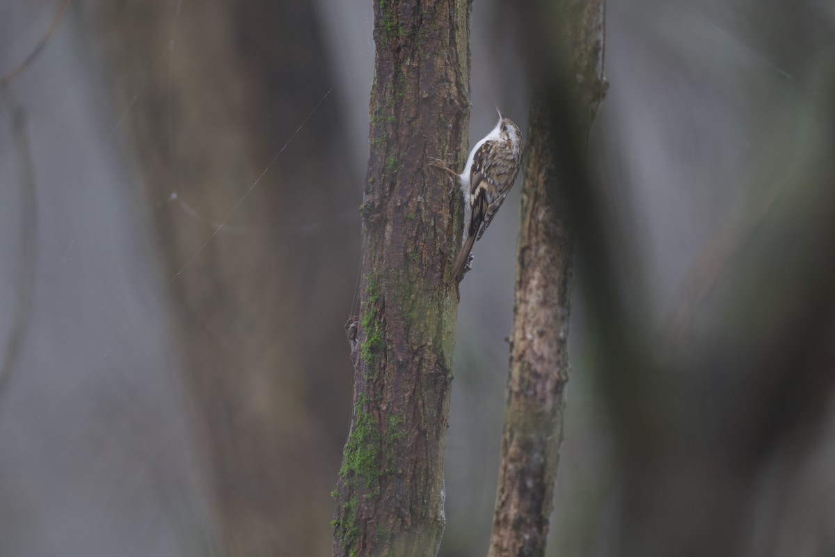 Rampichino alpestre - ML646785033