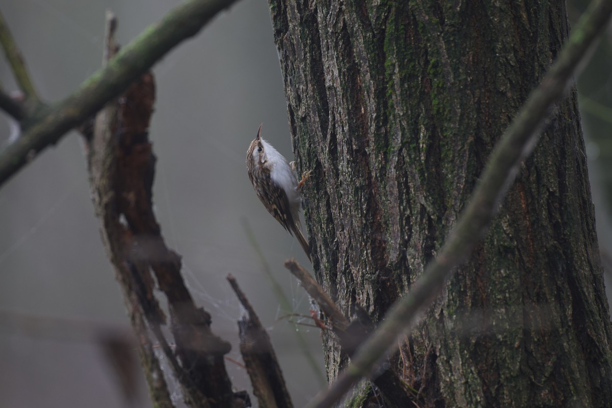 Rampichino alpestre - ML646785034