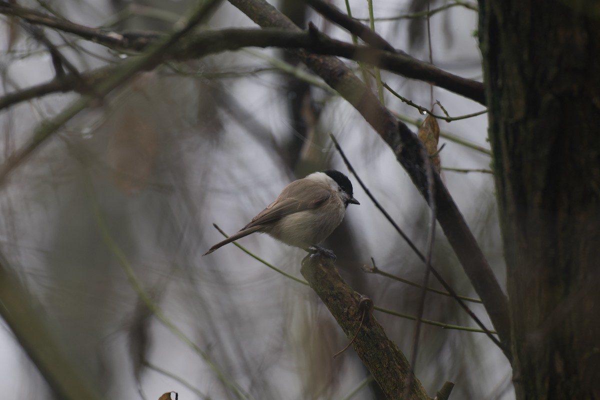 Cincia bigia - ML646785038