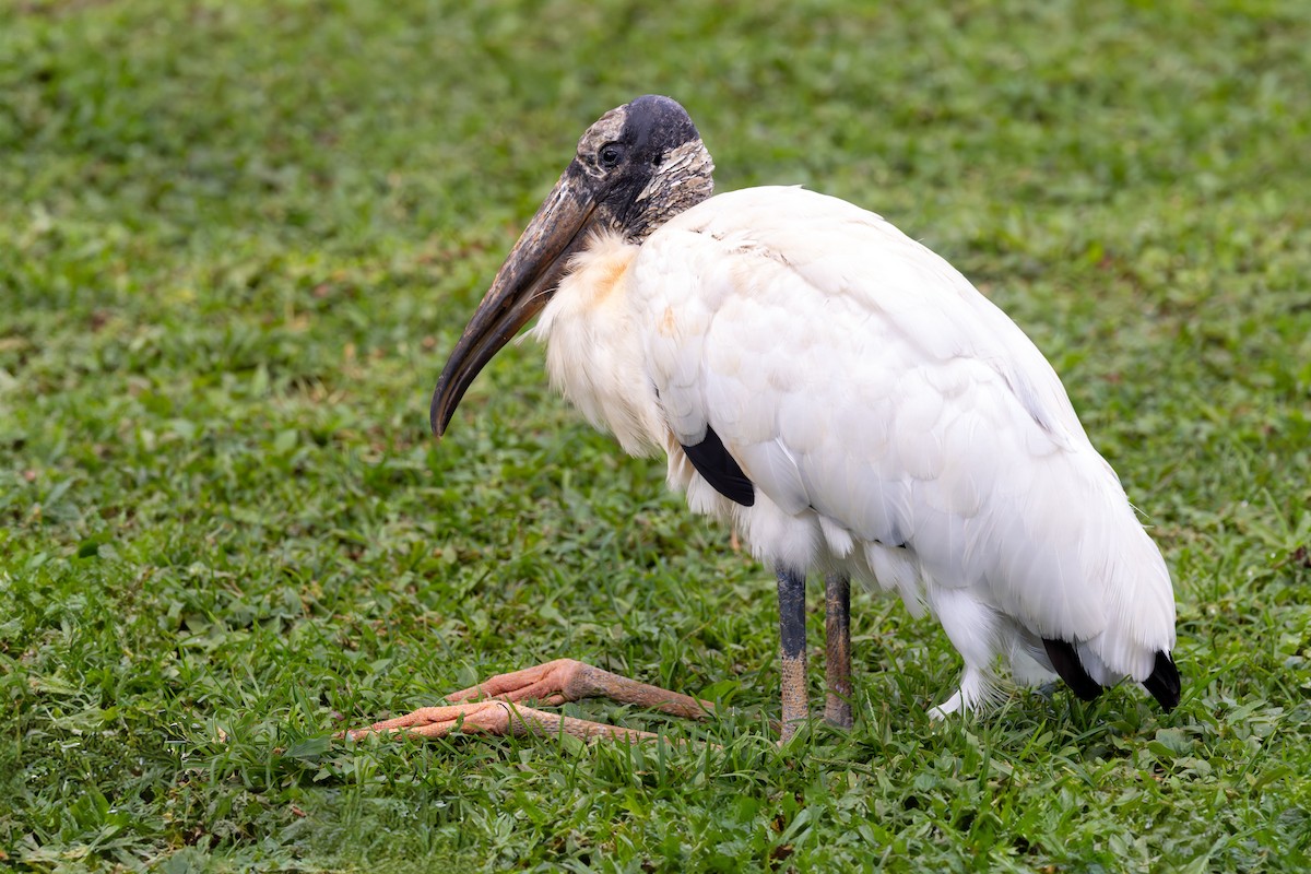 Wood Stork - ML646785040