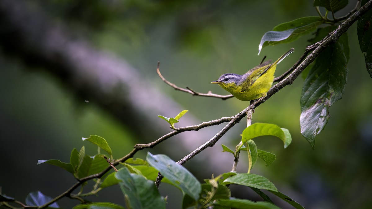 budníček šedohlavý - ML646785044