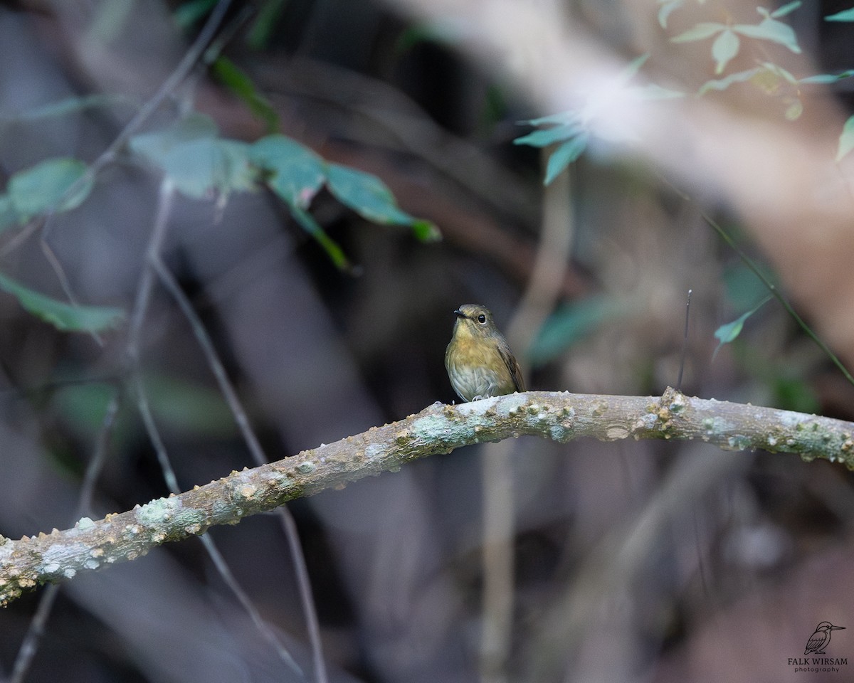 Snowy-browed Flycatcher - ML646785050