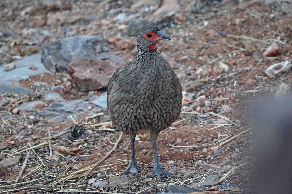 クロアシアカノドシャコ - ML646785055