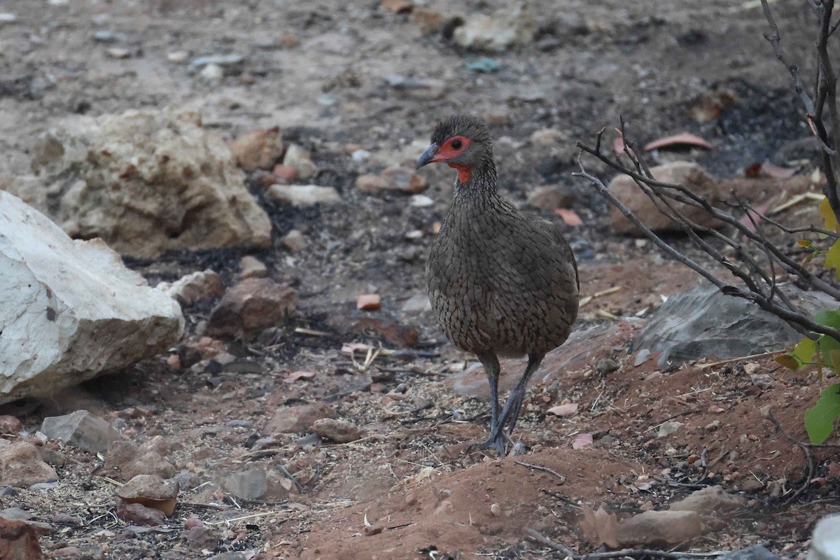 クロアシアカノドシャコ - ML646785056