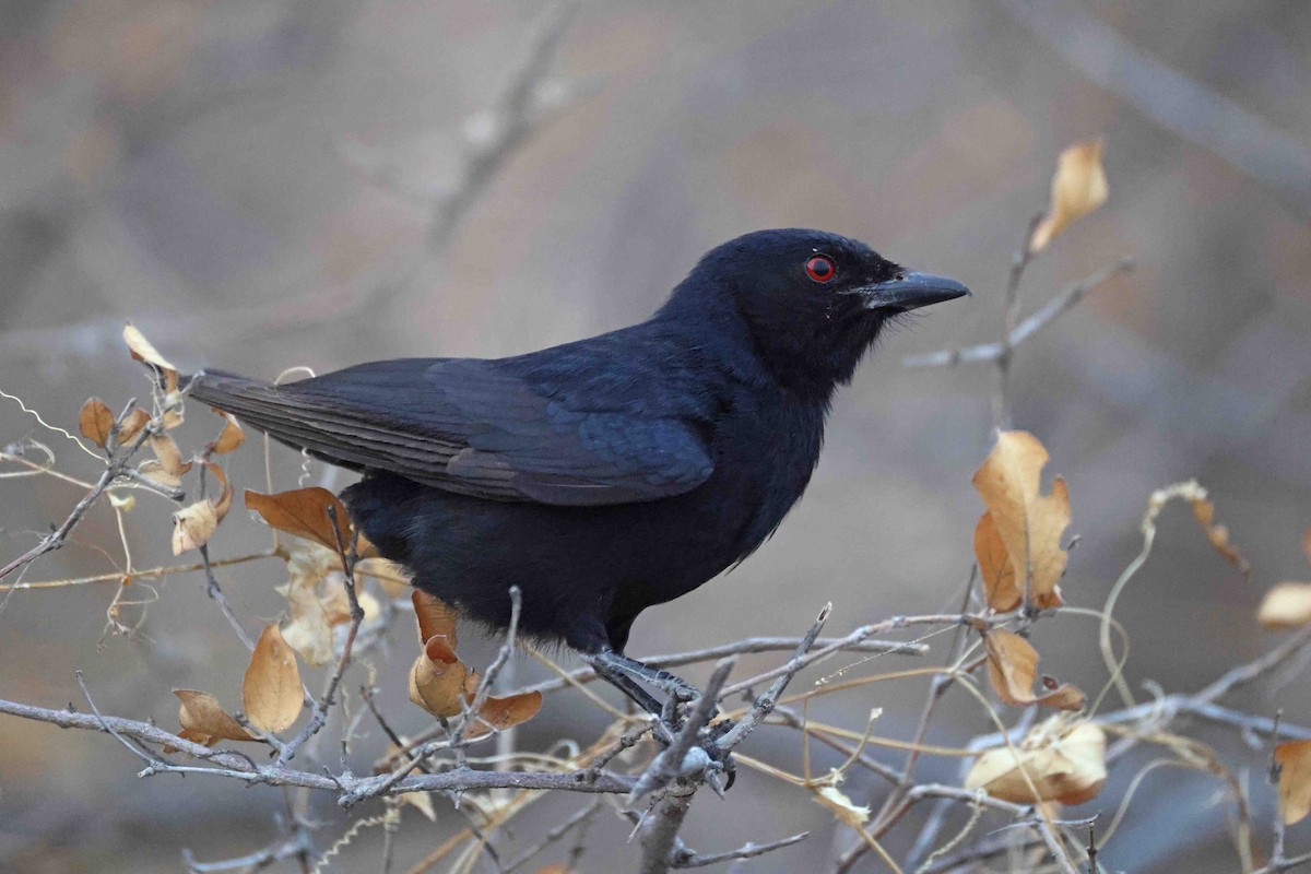 Fork-tailed Drongo - ML646785059