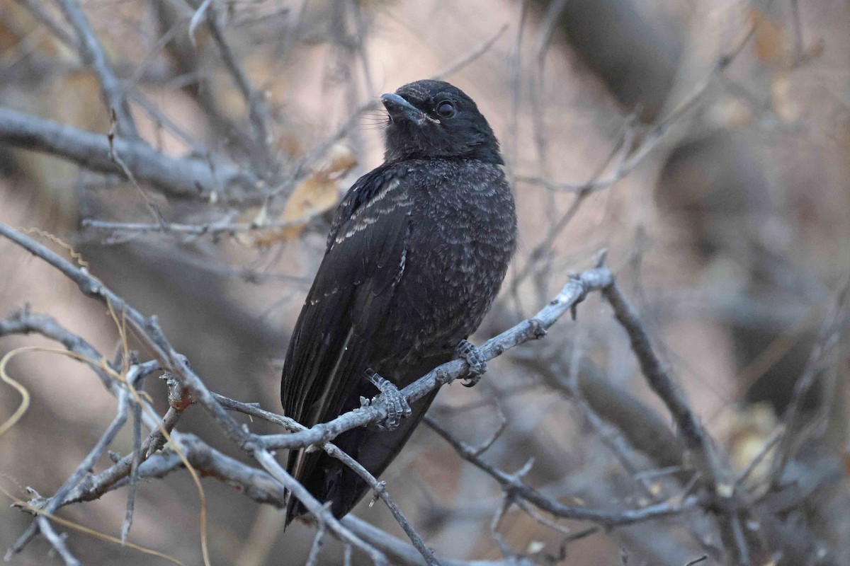 Fork-tailed Drongo - ML646785060