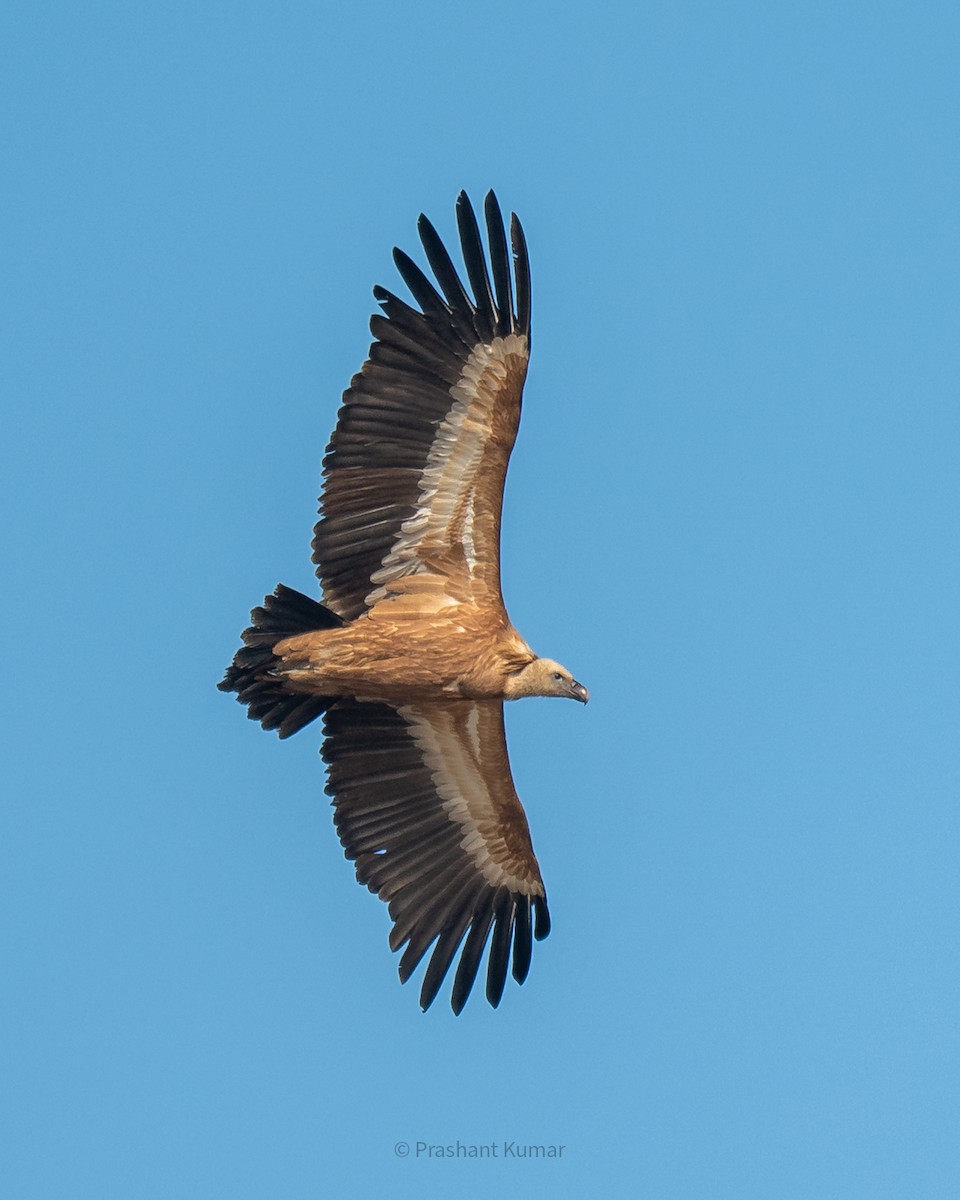 Eurasian Griffon - ML646785061