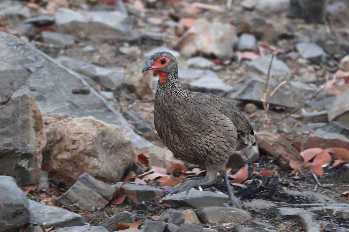 クロアシアカノドシャコ - ML646785062