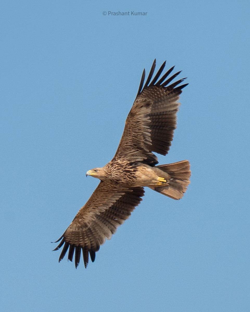 Imperial Eagle - ML646785063