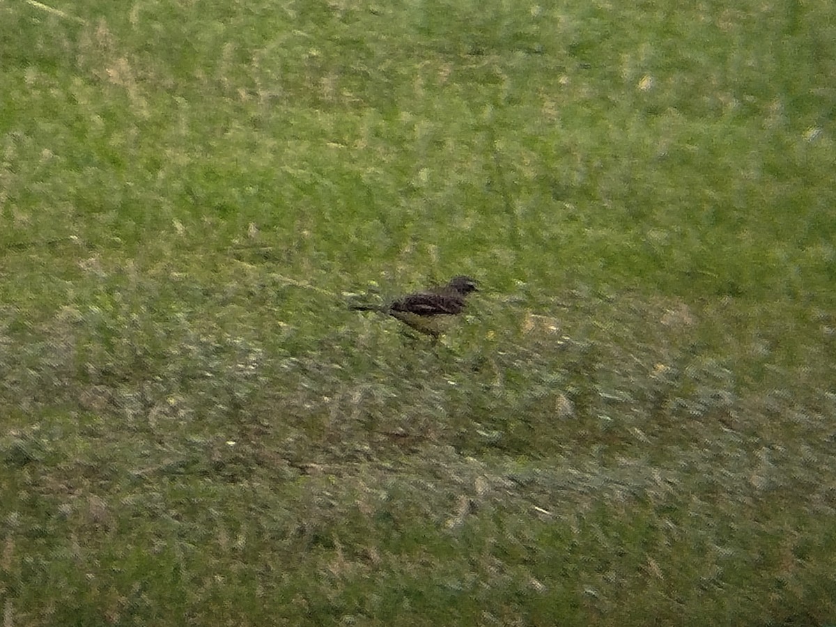 Buztanikara txukotkarra - ML646785072