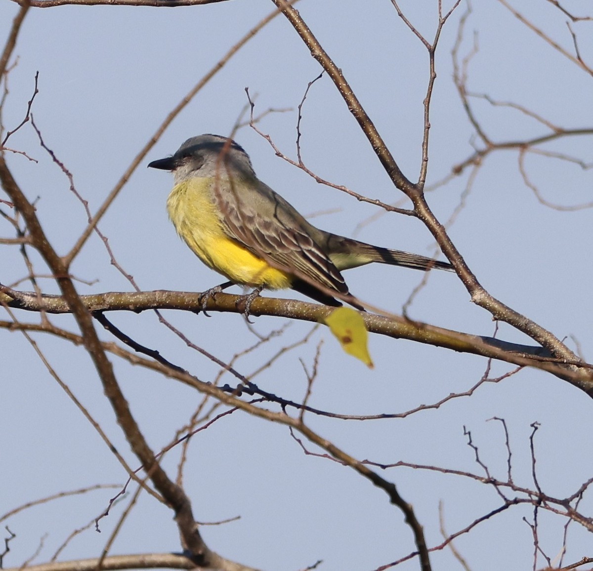 Tropical Kingbird - ML646785074