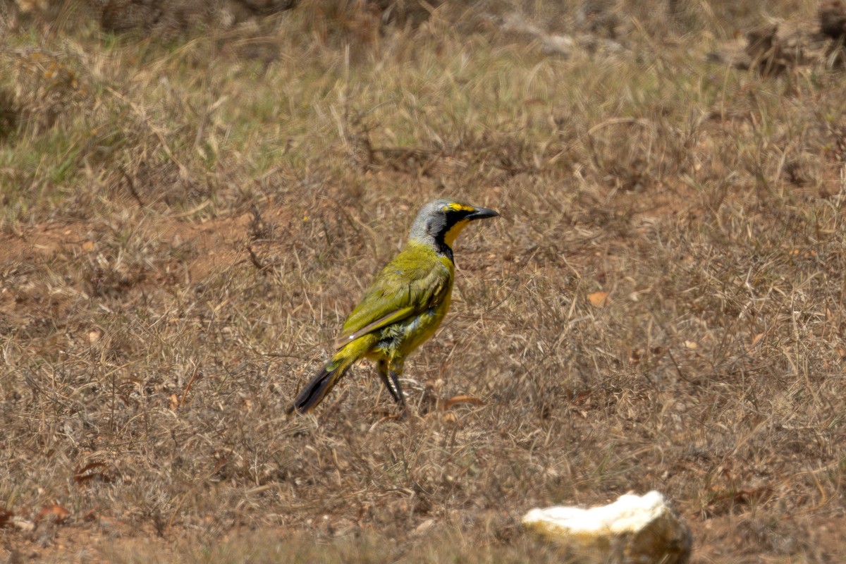 Gonolek bacbakiri - ML646785076