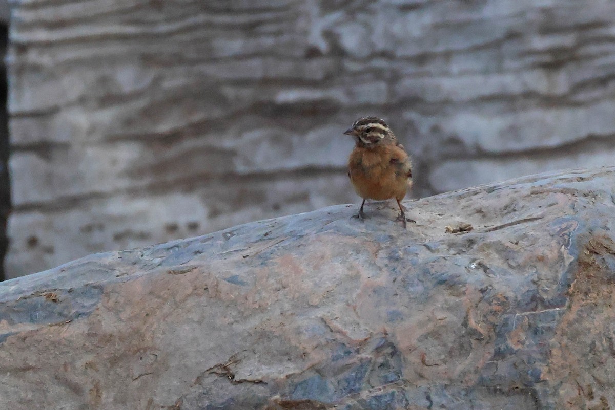 Cinnamon-breasted Bunting - ML646785077