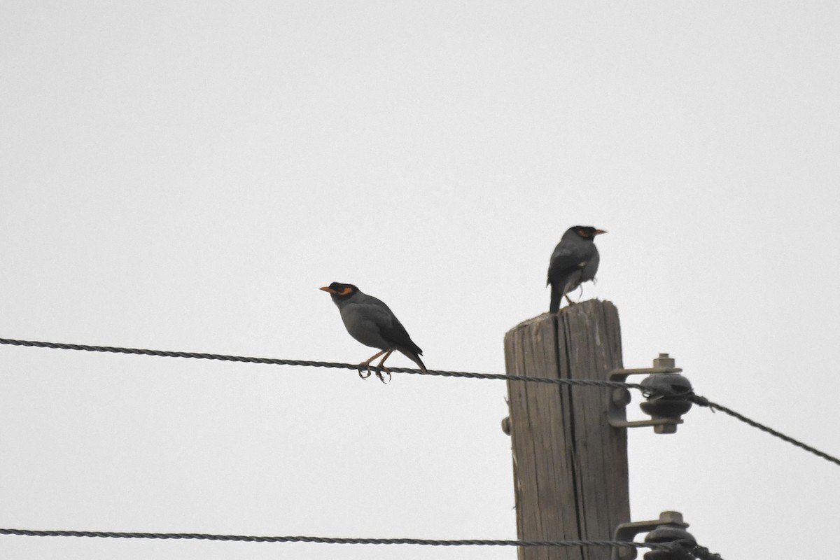 Bank Myna - ML646785088