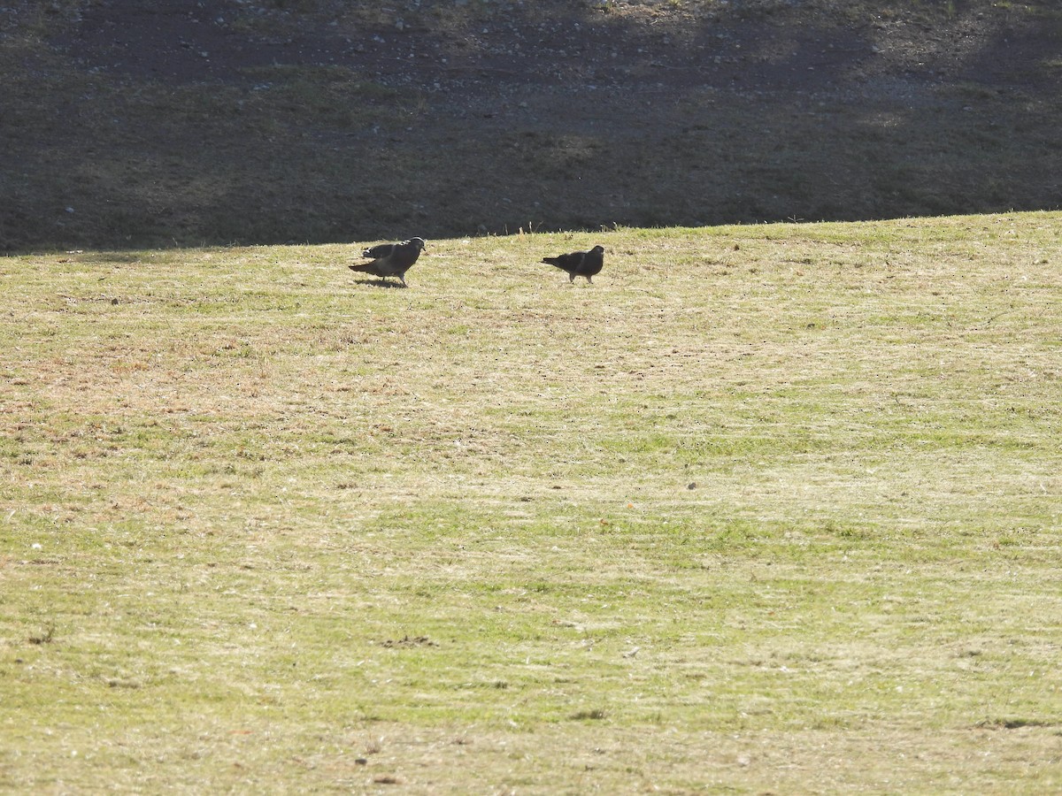 Haitz-usoa (etxekoa) - ML646785093