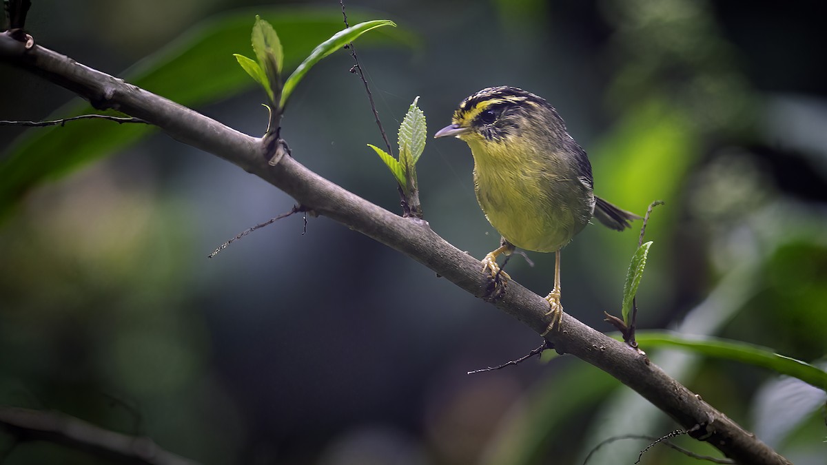 Yellow-throated Fulvetta - ML646785100