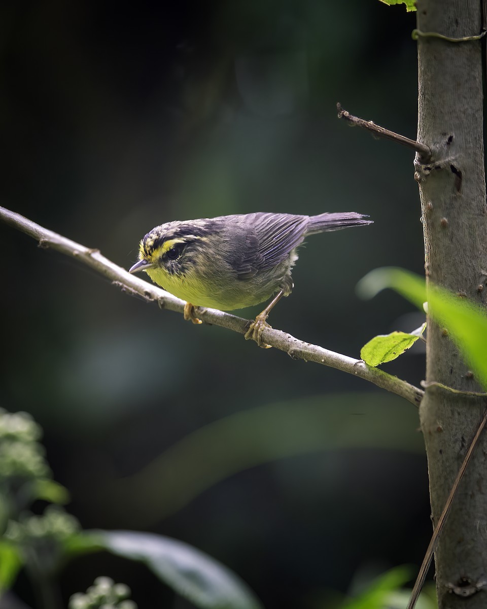 Yellow-throated Fulvetta - ML646785101
