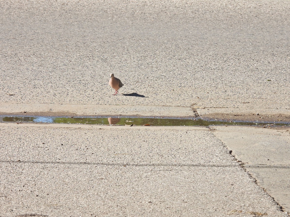 Eared Dove - ML646785102