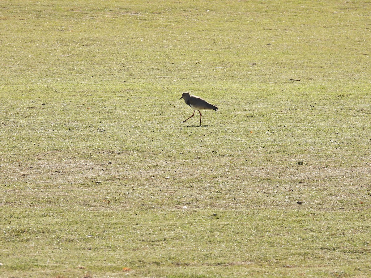 Southern Lapwing - ML646785111