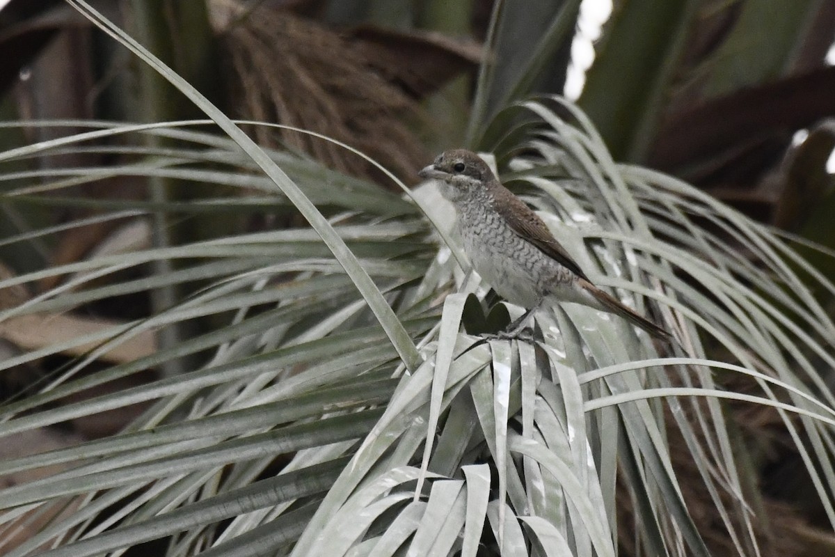 Alcaudón Dorsirrojo - ML646785117