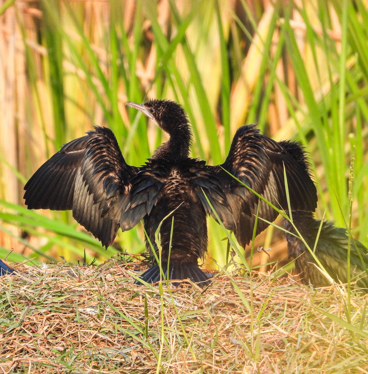 Little Cormorant - ML646785127