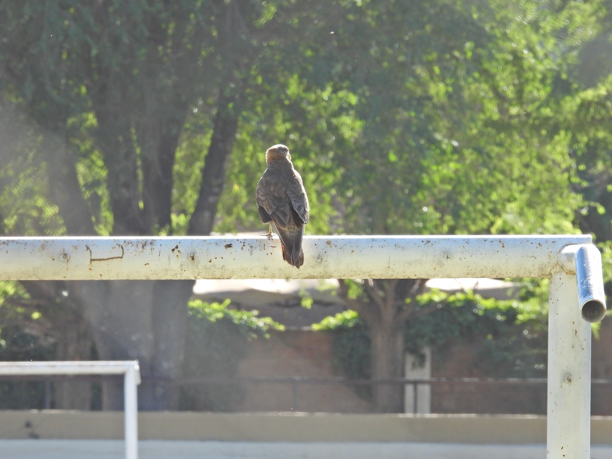Chimango Caracara - ML646785129