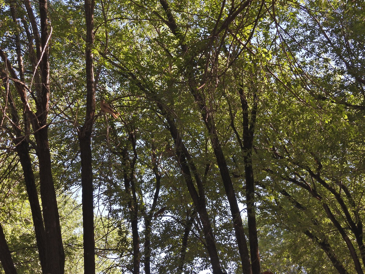 Chimango Caracara - ML646785130