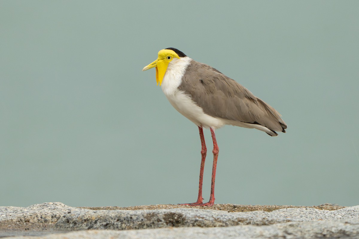 Masked Lapwing - ML646785131