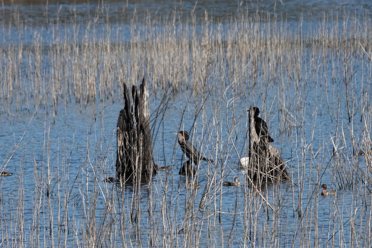 Ohrenscharbe - ML646785133