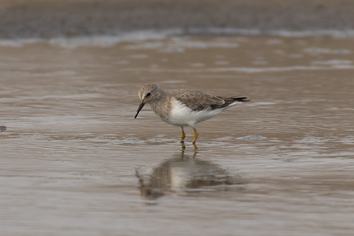 Correlimos de Temminck - ML646785134