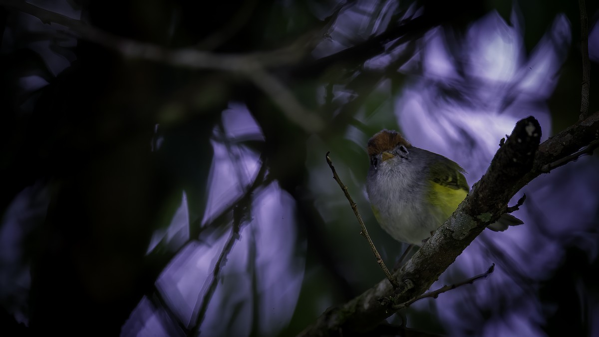 Chestnut-crowned Warbler - ML646785135